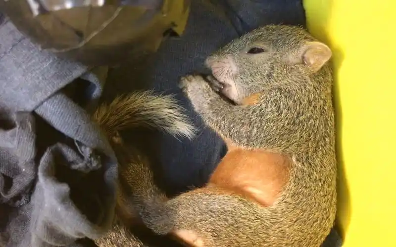 松鼠宝宝睡觉的n种姿势54