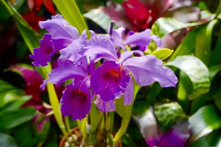 假作真来真亦假,玻璃开花更无瑕.---- 2017 phipps 植物园玻璃花展览