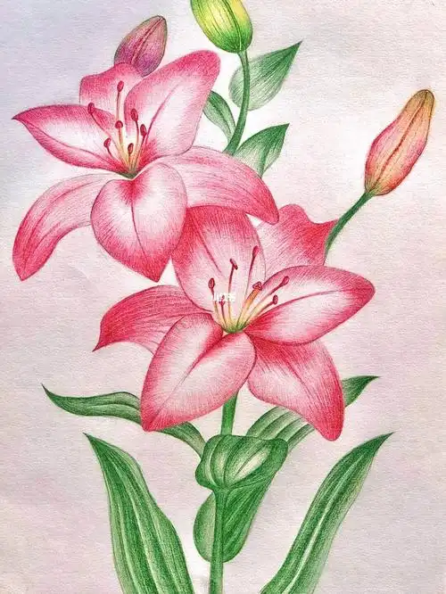 彩铅百合花