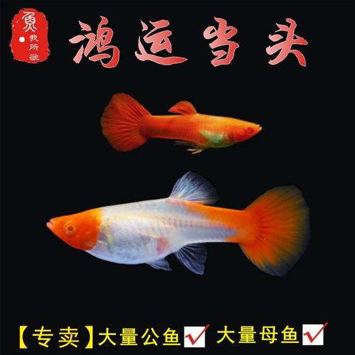 鸿运当头孔雀鱼双分水活体孕母临产胎生鱼热带鱼繁殖下崽狂魔鱼
