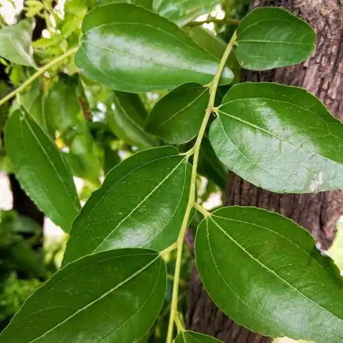 枣树的枝叶2021年9月拍摄于保定