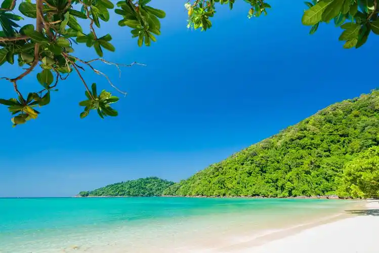 青山大海椰子树图片