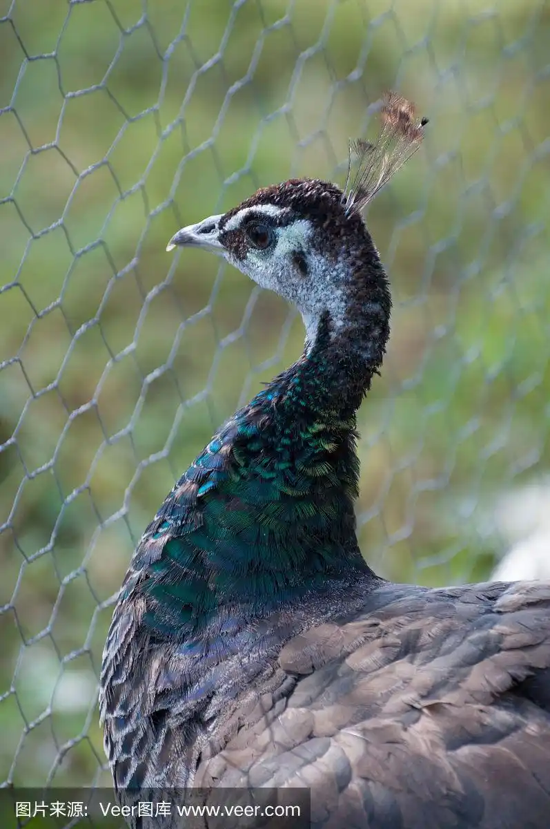 雌孔雀(pavo cristatus)转向左边