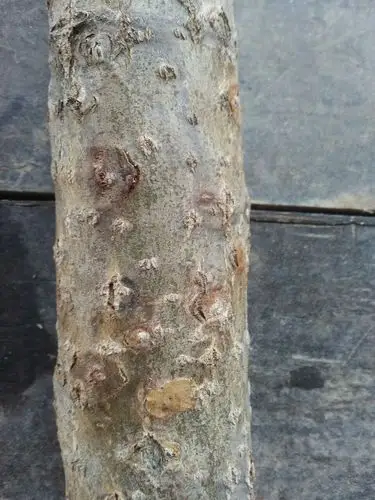 各位老师杨树什么病?叶子有点黄.谢谢啦!