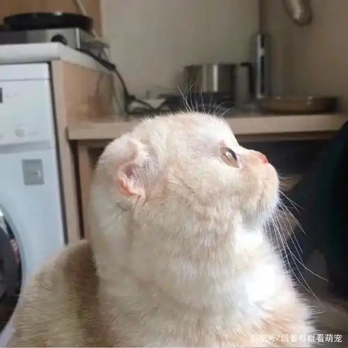 猫咪侧脸杀,每个都超可爱