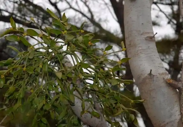 树上一种"寄生草",人称"桑寄生",是名贵中草药,野外难寻