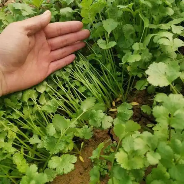 香菜种植前,掌握选地,选种的技巧,以及正确的苗期管理
