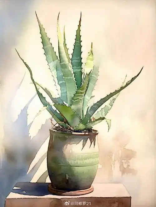 水彩超话七歪八扭的芦荟#midjourney#ai绘画超话