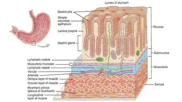 老胃病反复发作 治养结合是关键