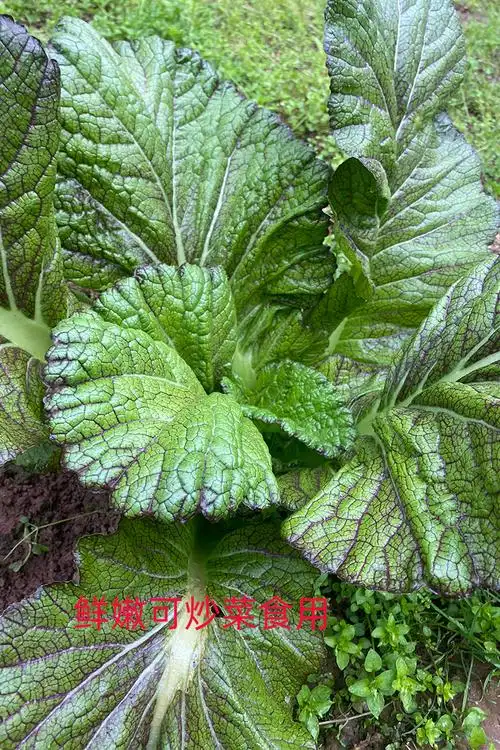 大叶青菜现摘农家自种腌制酸菜泡菜四川宽帮叶菜类