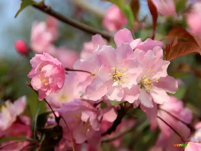 2016年春天的花卉——垂丝海棠