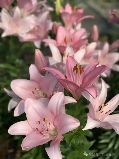 这个百合有种直击心灵的甜美~_帕诺_粉色_养护