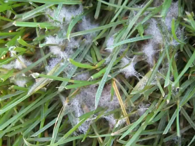 七-九月草坪,花灌木常见病虫害