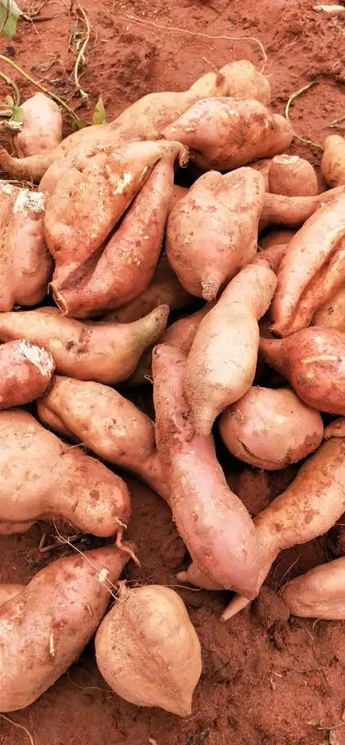 北京红 加工薯2万斤