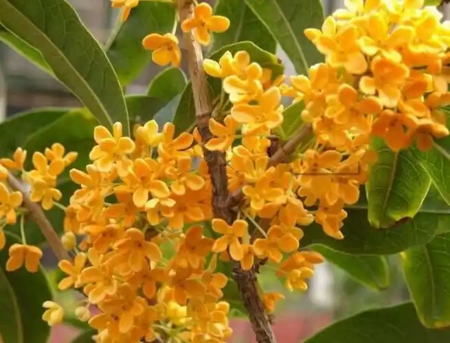 其它 十月桂花香正浓 写美篇  我是最近几天才闻到桂花香味的,可能是