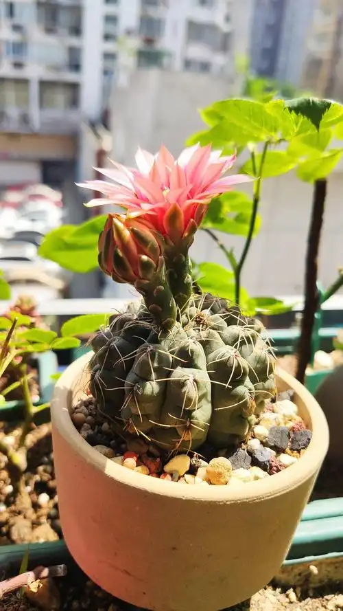 绯花玉仙人球开花啦