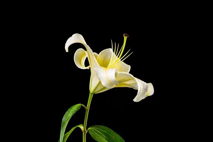 黑色背景的百合花图片花朵花卉鲜花百合花夜合花百合蒜大师傅蒜蒜脑薯