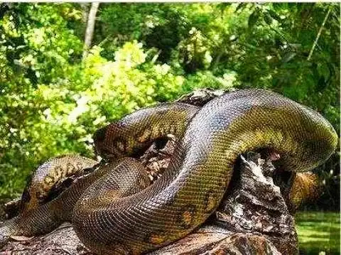 当世上最大的蟒蛇对上了老虎, 能有几分胜算?