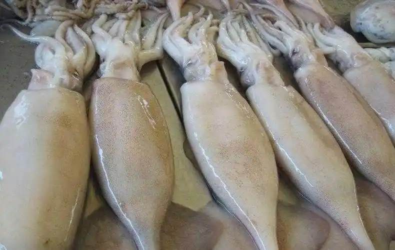 鱿鱼进口清关注意事项,青岛睿通为您分析鱿鱼进口报关的操作流程