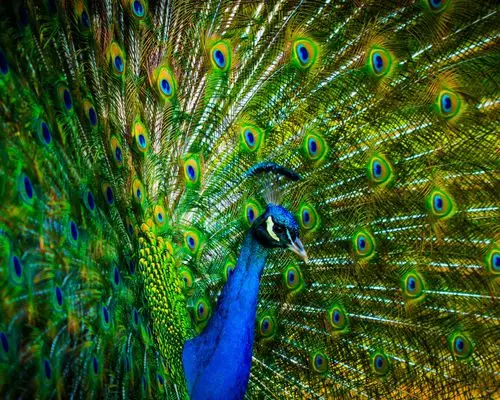 孔雀美丽的羽毛 壁纸 - 1280x1024