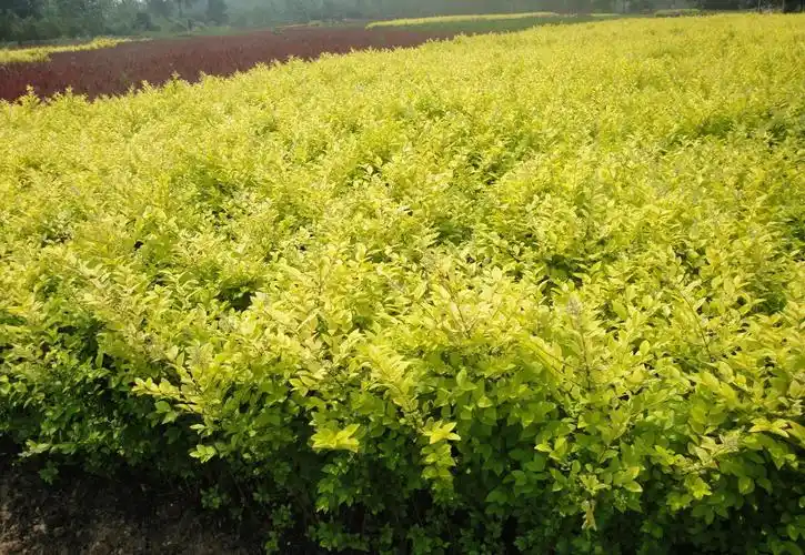 球类有水腊球 金叶榆球 大叶黄杨球 小叶黄杨球 朝鲜黄杨球 金叶女