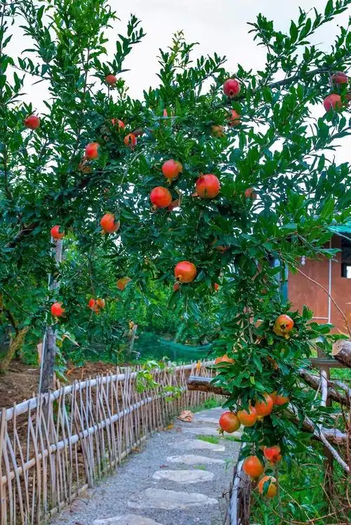 石榴树树苗突尼斯软籽盆栽地栽当年结果南方北方庭院特大石榴果树