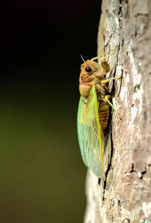蝉(知了猴)幼虫