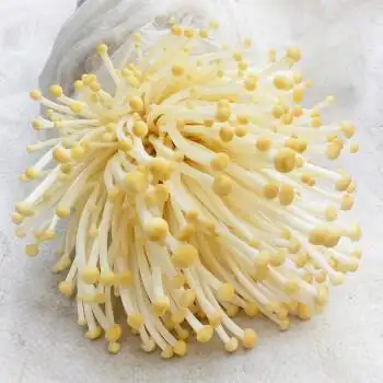 菌棒种菌包平菇金针菇杏鲍菇蘑菇农产品蘑菇菌种多肉植物阳台种植乐趣