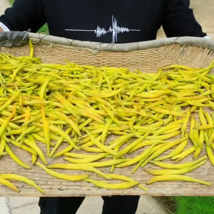 黄花菜,又称黄芥菜,黄蒿,黄草菜等,是中国传统的一种野菜.它 - 抖音