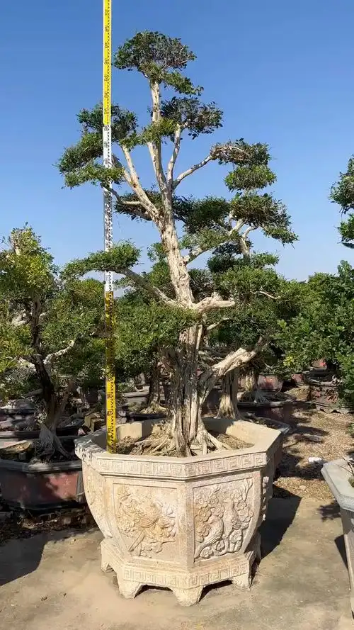 九里香精品造型老桩盆景,别墅种植绿化树首选-度小视