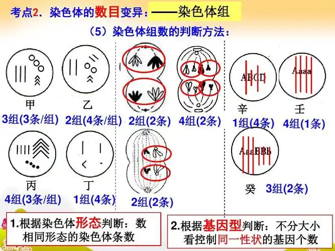 生物高考一轮复习染色体变异与育种答案ppt