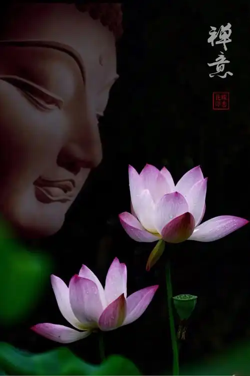 变换多姿赏荷花(手机后期)