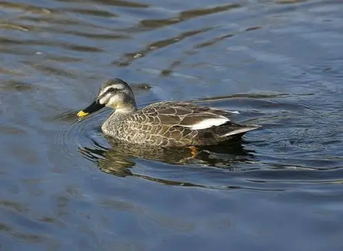 在水边的一些鸟中,大多数都是一些斑头鸭,因为它们身上有细微的斑点