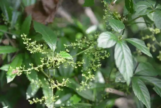 上图为绞股蓝(有毛)上图为乌蔹莓(无毛)其他方面,绞股蓝复叶下面2片