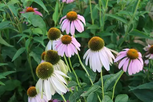 色彩艳丽 外形美观 具有很高观赏价值的花卉《松果菊》