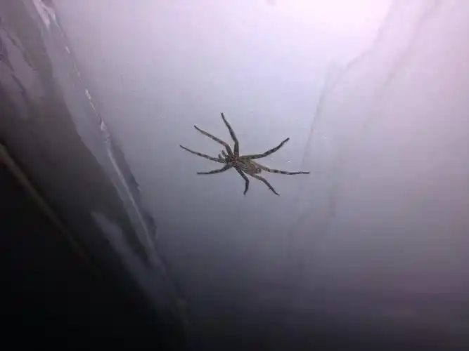 家里经常看到趴在墙上的很扁的蜘蛛,给能告诉我这是神马蜘蛛啊,有毒没