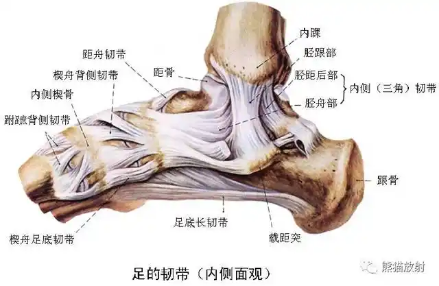 【解剖】踝关节系统解剖图 冠/矢/轴mri
