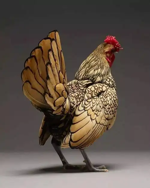 世界上最美丽的鸡