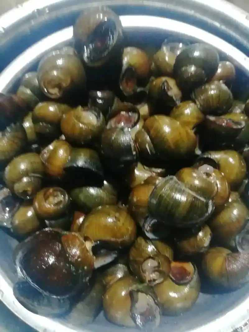 创作灵感今天吃田螺对身体某地方特别好  - 抖音