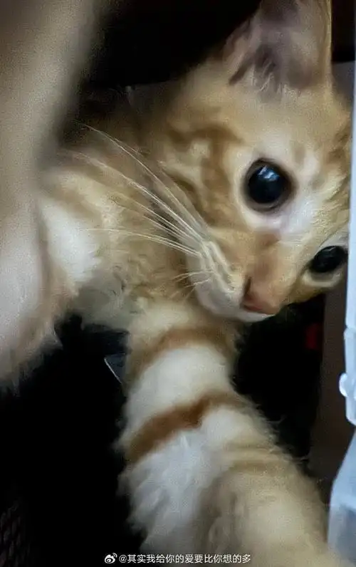 自拍一张0599#橘猫