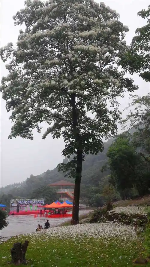 一棵棵高大的油桐树在风中摇动着宽大厚实的叶子,桐花如雪下,刹间遍