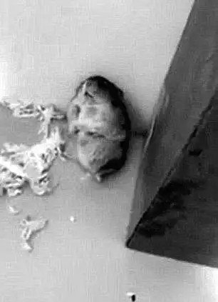 "影帝"仓鼠网络爆红(图)