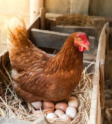 个子成长限制母鸡温度很难存活就要原因空间一些孵化下来可能过低下蛋