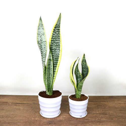 金边虎皮兰高高矮品种植物室内大盆盆栽虎尾绿植