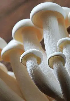 蘑菇,食用菌,白玉菇