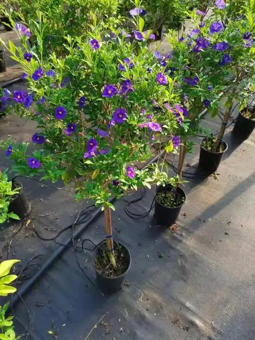 棒棒糖蓝茄花欢乐上市了