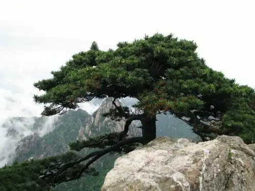 高山松盆景最美,教你制作它!