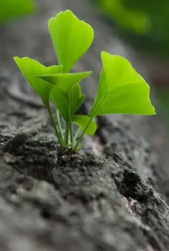 新生·芽 - 分享 - 偶鱼--高品质的图片分享社区