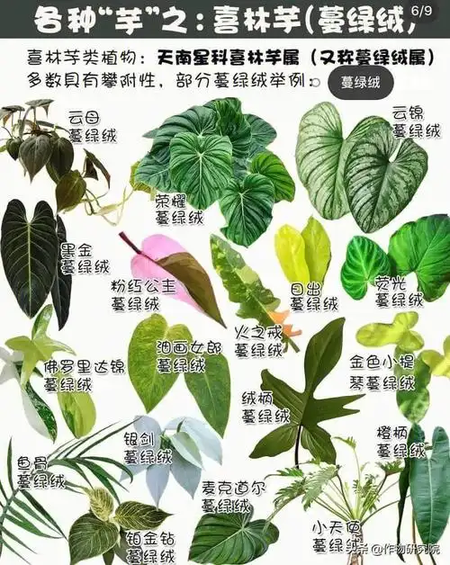 合果芋五彩芋海芋竹芋蔓绿绒龟背叶