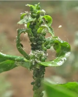 【枸杞田间管理规范】主要病虫害发生规律及防治技术(上)